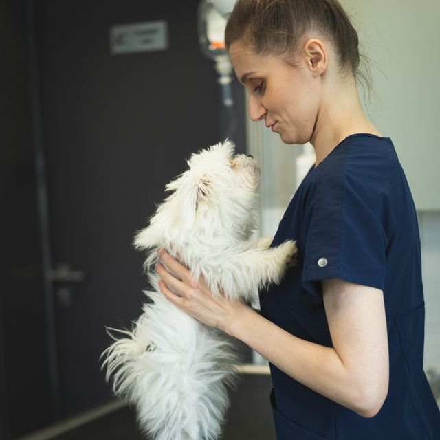 Anna Dobrowolska-Walas, weterynarz Gryfice