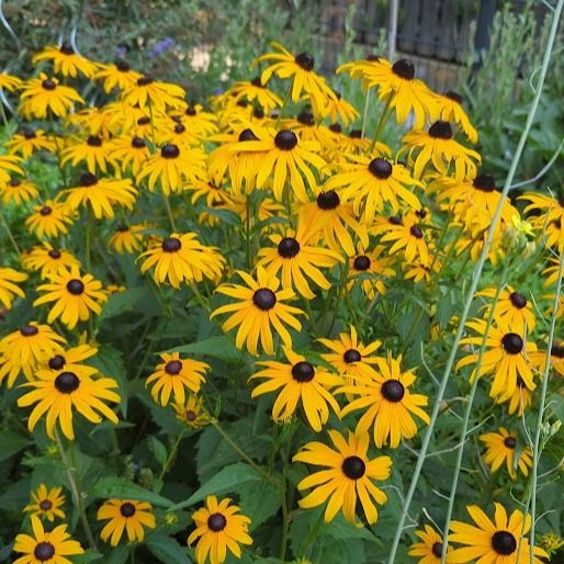 Alessandra Gallana, medico di medicina generale Bolzano
