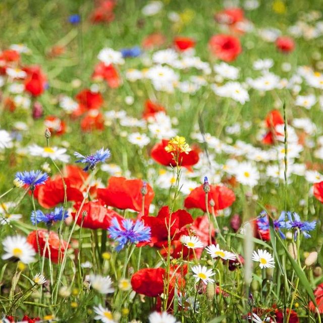 Anna Wiecha, psychoterapeuta Gliwice