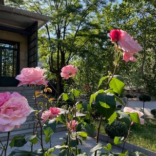 Acercar imagen: Montserrat Verdera Francino, Psiquiatra Madrid