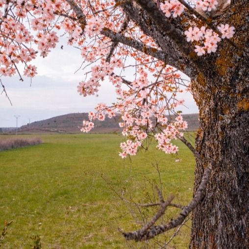 Tomeu Torrents, Psicólogo Alcázar de San Juan