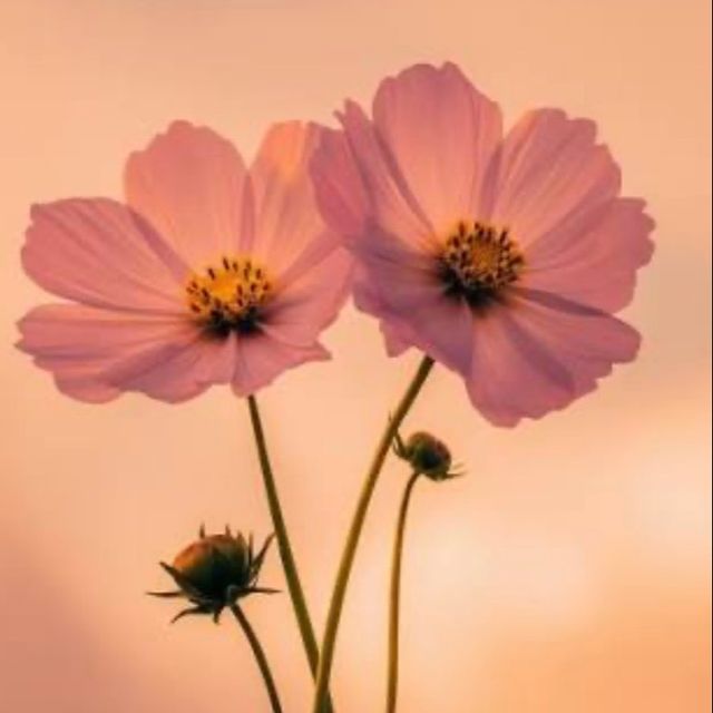 Chiara Cagnoli, psicoterapeuta Milano