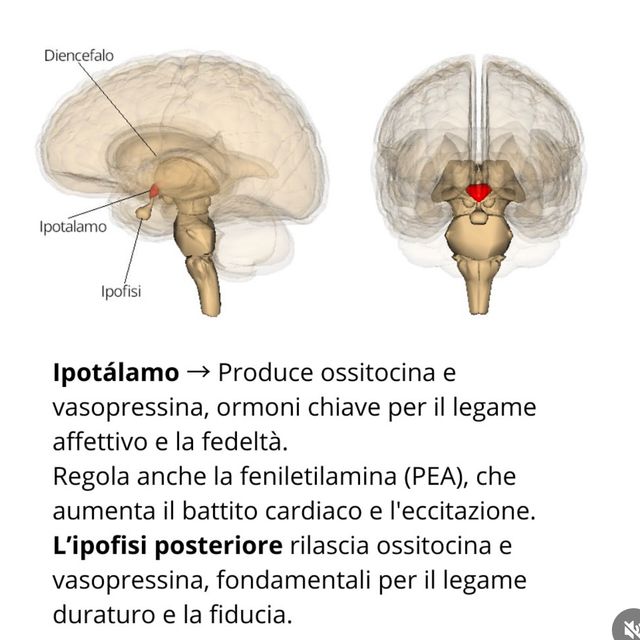 Ingrandire l'immagine: certificate 349