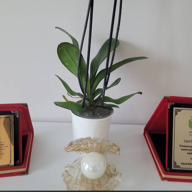 Resmi büyüt: certificate 10