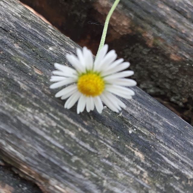 Powiększ obraz: Konsultacja psychologiczna online:  Psycholog Marta Pyśk