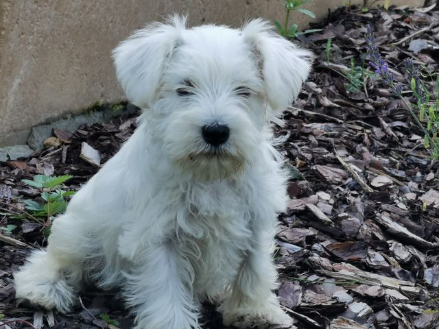 Powiększ obraz: Centrum Malucha Madame Docteur