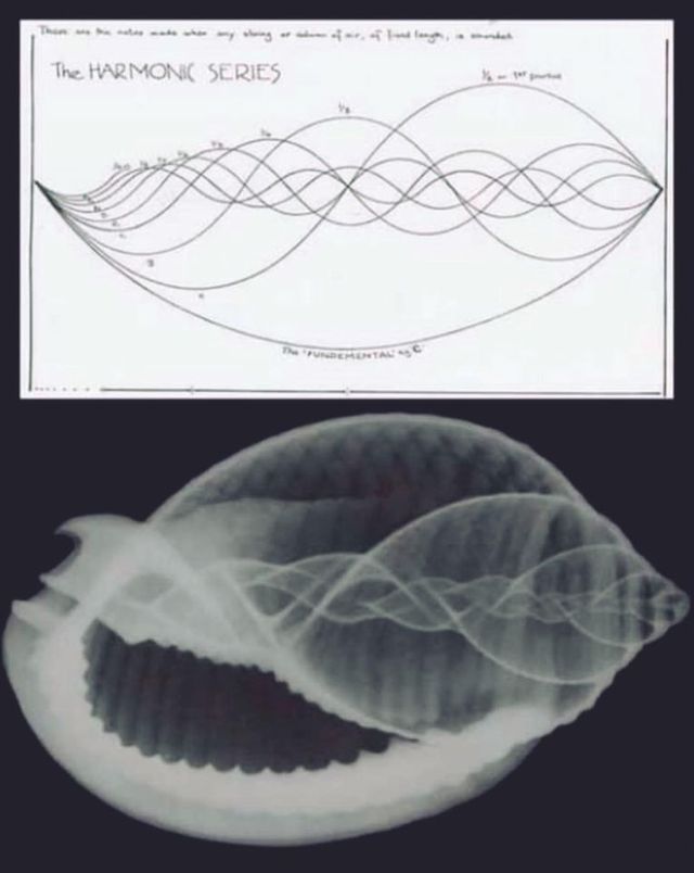 Ingrandire l'immagine: STUDI ASSOCIATI DI PSICOTERAPIA E INTERDISCIPLINARI - FIRENZE