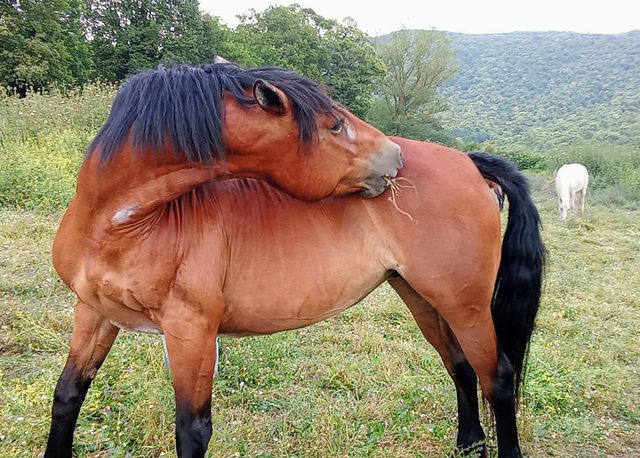 Ingrandire l'immagine: Studio Privato Velletri