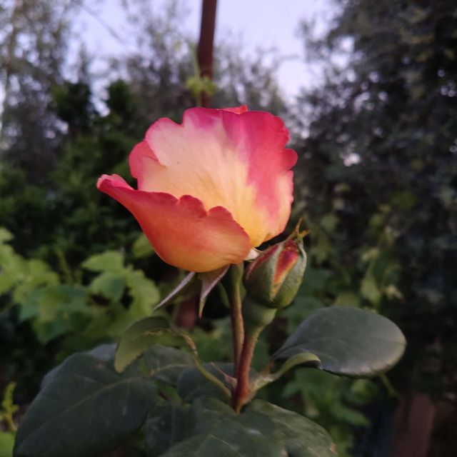 Ingrandire l'immagine: Studio privato zona Pisana/Aurelia