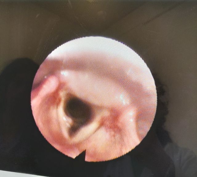 Ingrandire l'immagine: Palamed