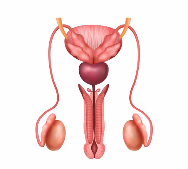 Ingrandire l'immagine: Ospedale San Pietro Fatebenefratelli  (appuntamenti ogni martedì anche tramite il CUP dell'ospedale)
