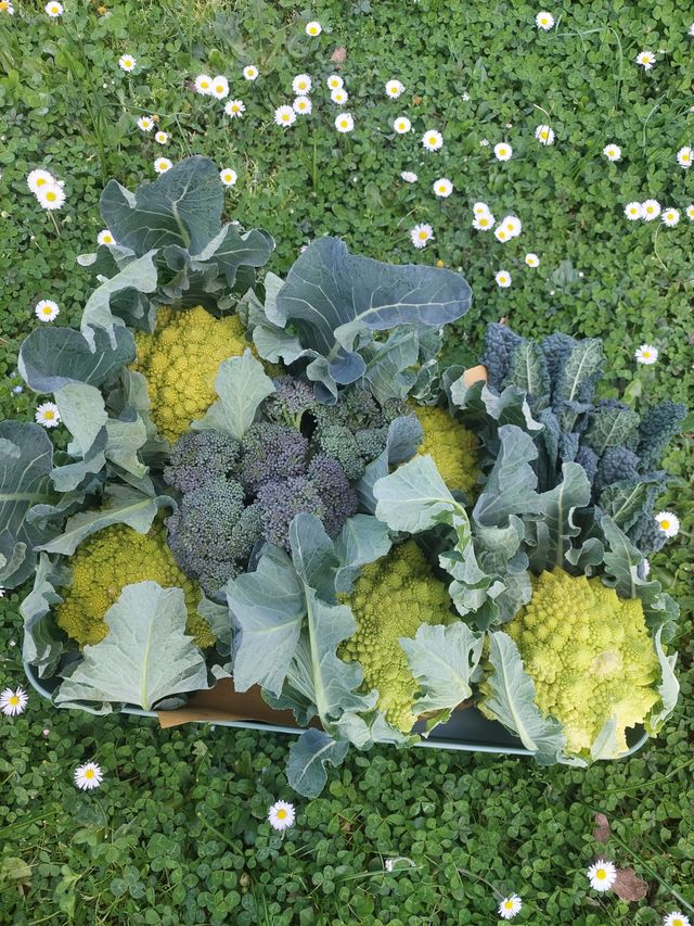 Ingrandire l'immagine: STUDIO DI PSICOLOGIA PROMOZIONE DELLA SALUTE E DEL BENESSERE DELL'INDIVIDUO