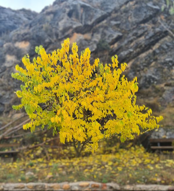 Acercar imagen: Consulta de Psicología Concha Lacámara