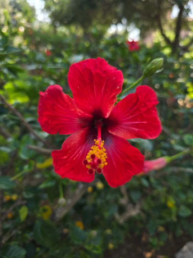 Ingrandire l'immagine: sturio medico Dr.ssa Vacchio Via Paolo De cecco 7