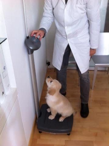 Ingrandire l'immagine: Studio privato Pianura