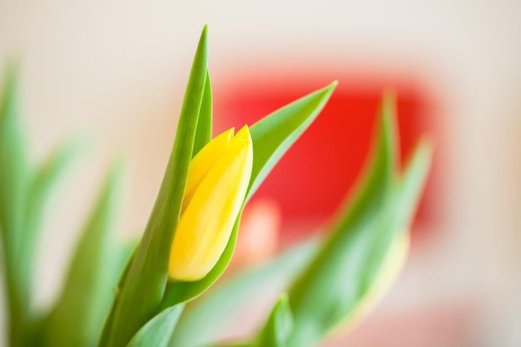 Simone Bodenhausen-11