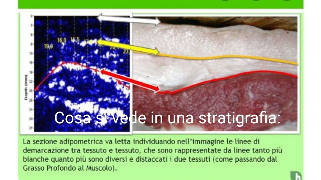 Federica Calicchia-9