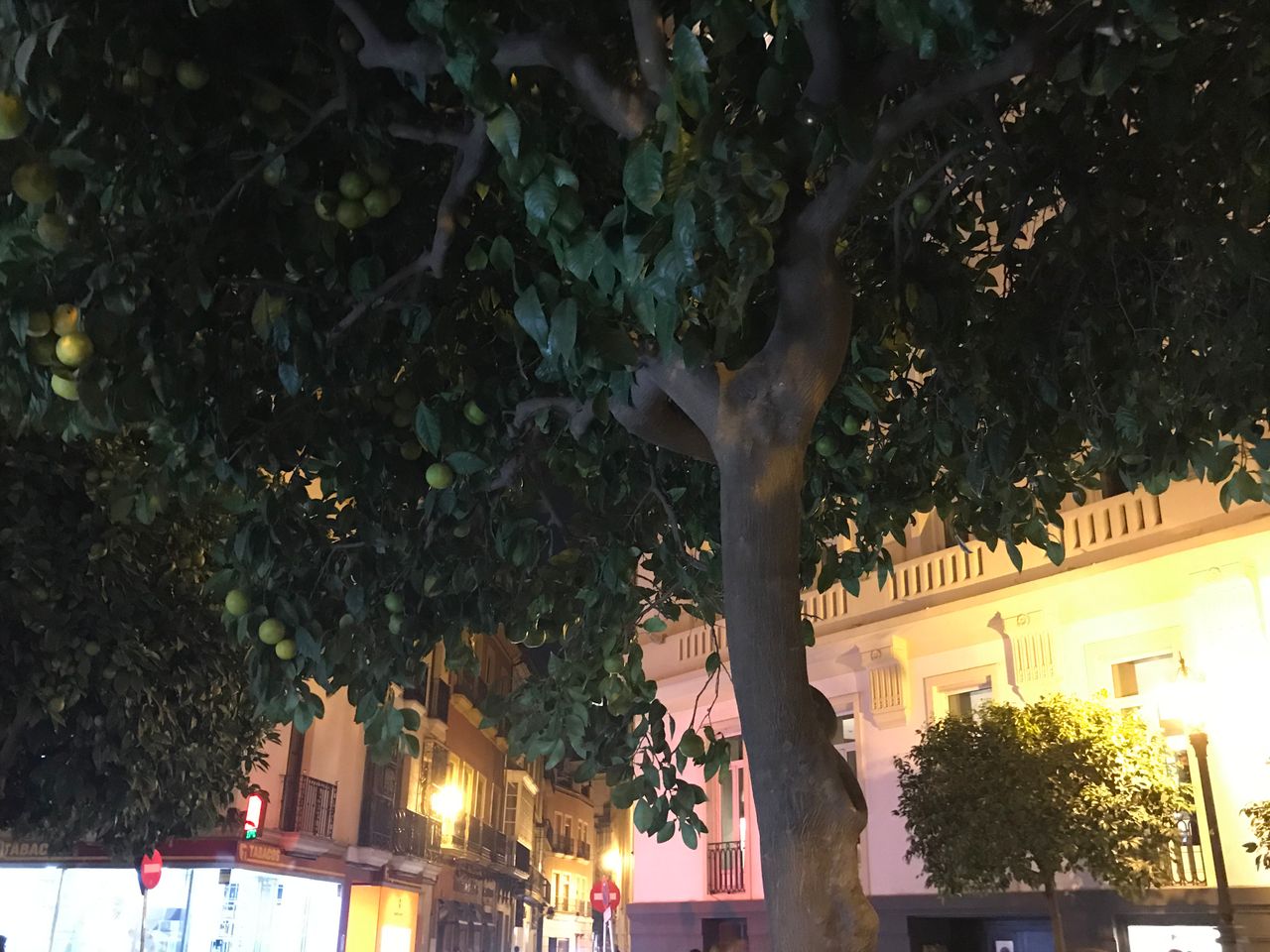 Mª Del Patrocinio (Patri) Haro López-10