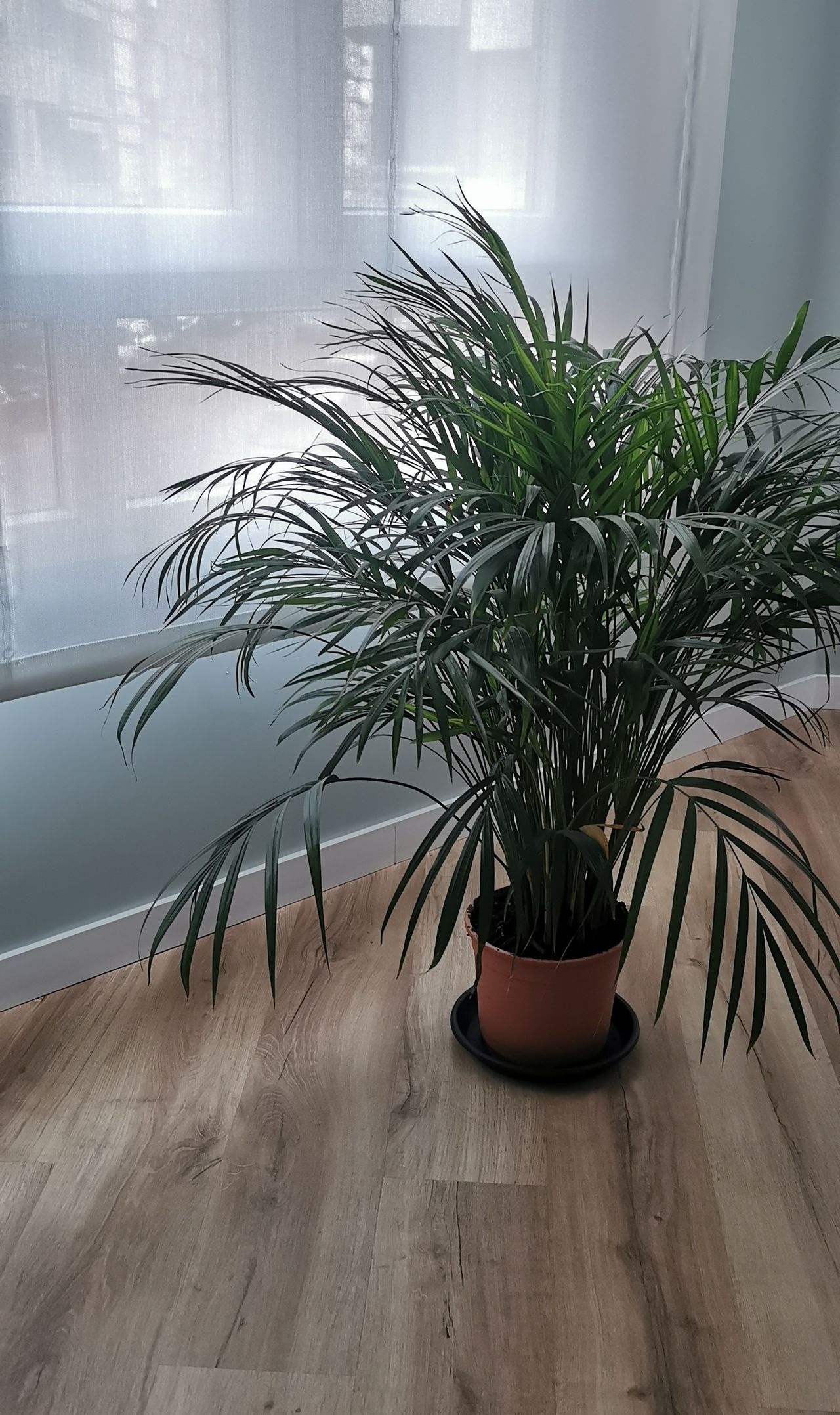 Hugo Báidez Cubells-2