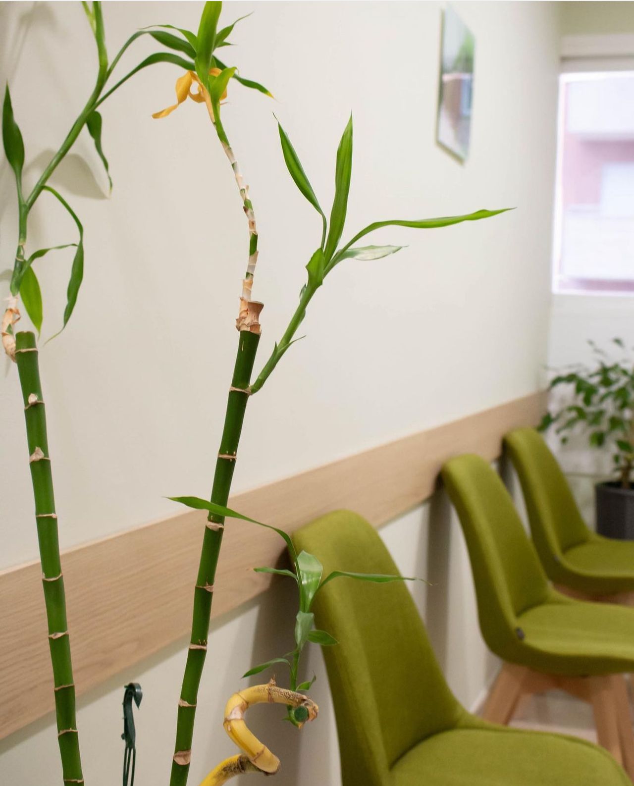 Georgina Fontova Salvia-1