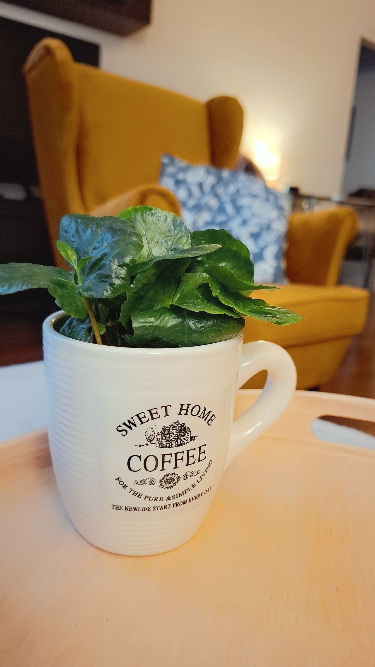 Monika Antoniewska-3