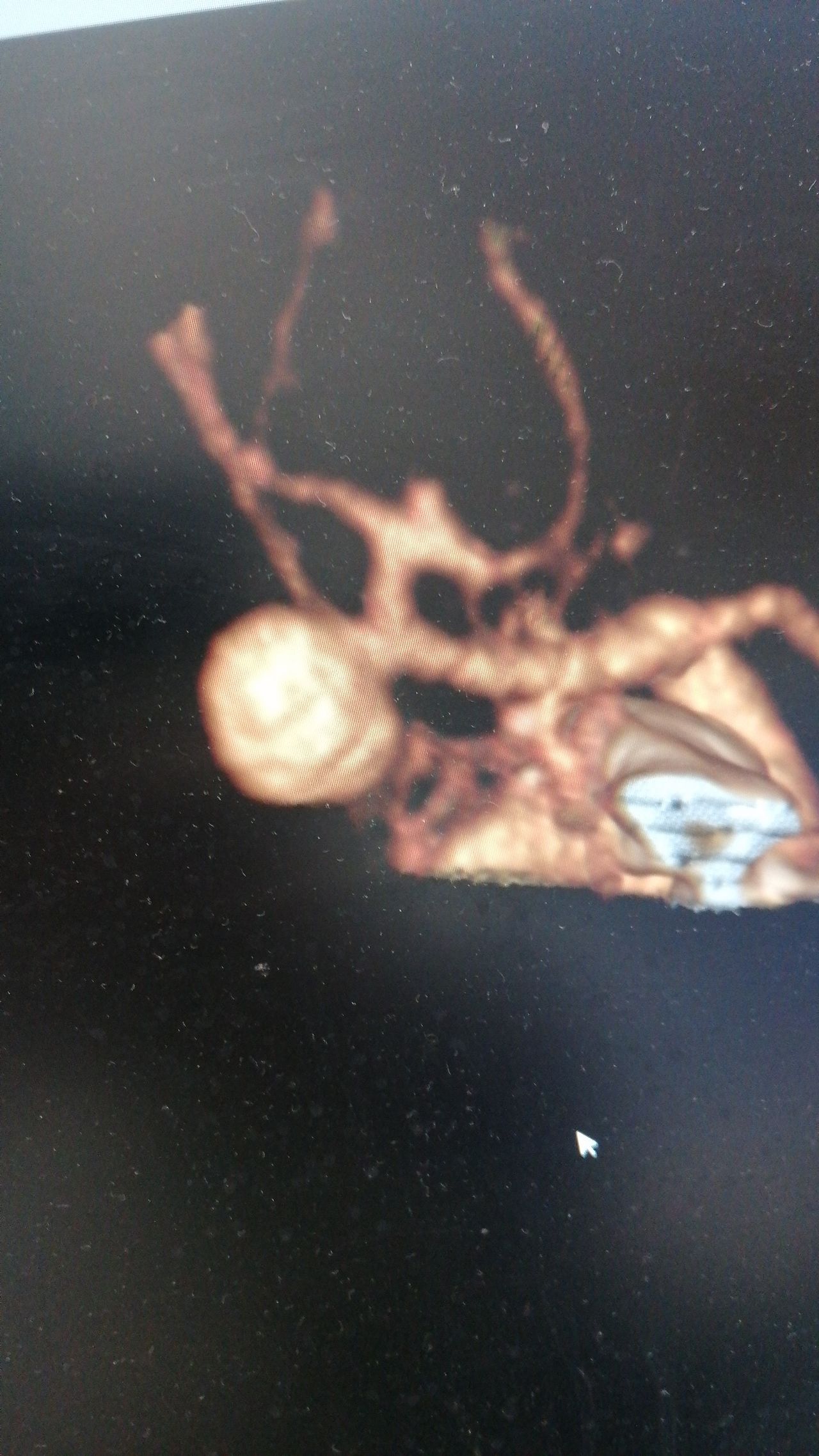 Alessandro Rapisarda-10