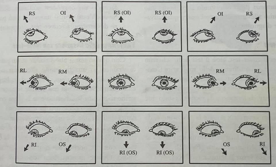 Gaetano Iovino-6