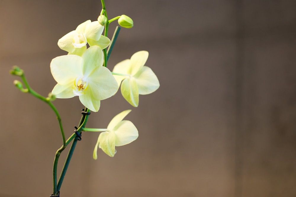 Anna Stachura-Spłuszka-15