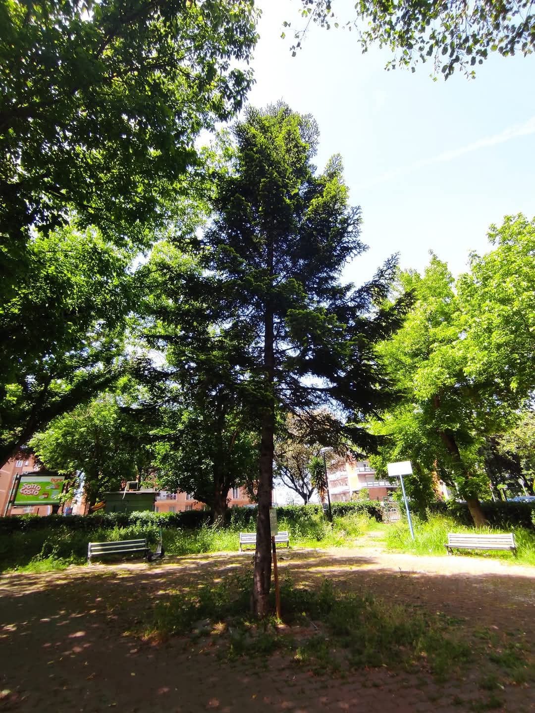 Michele Locuratolo-4