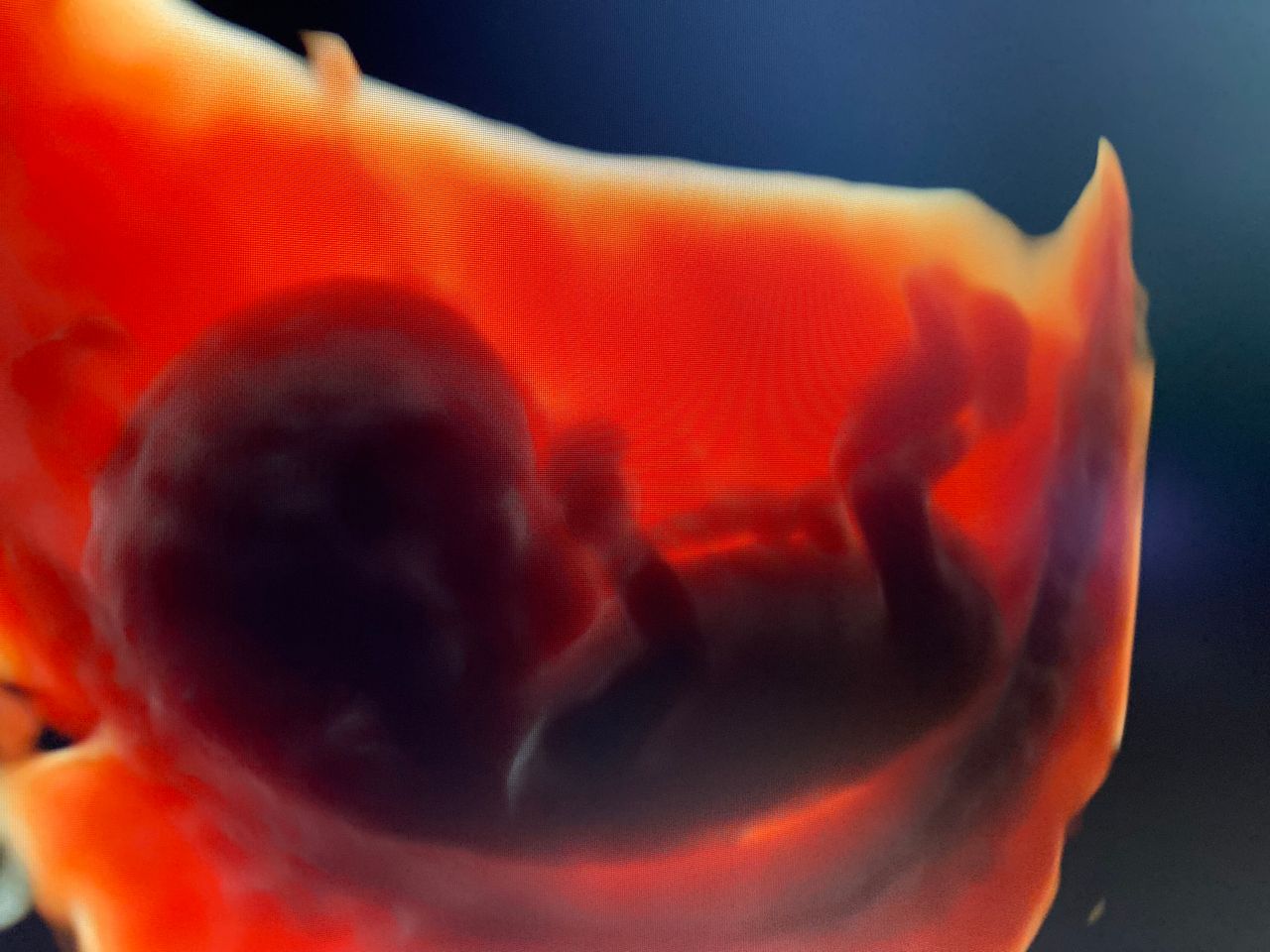 Karolina Panek - Laszczyńska-11