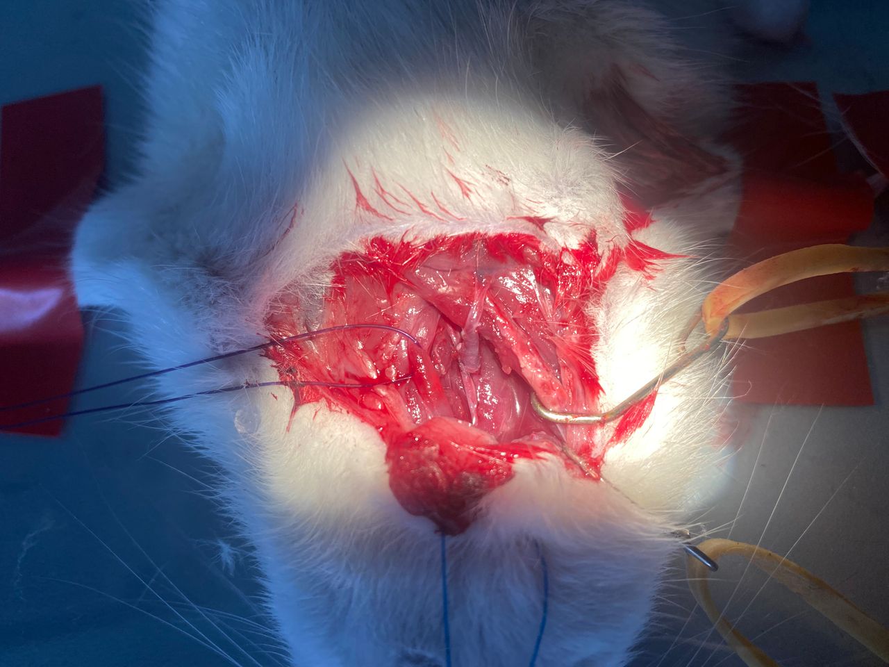 Mirosław Stempniewicz-11