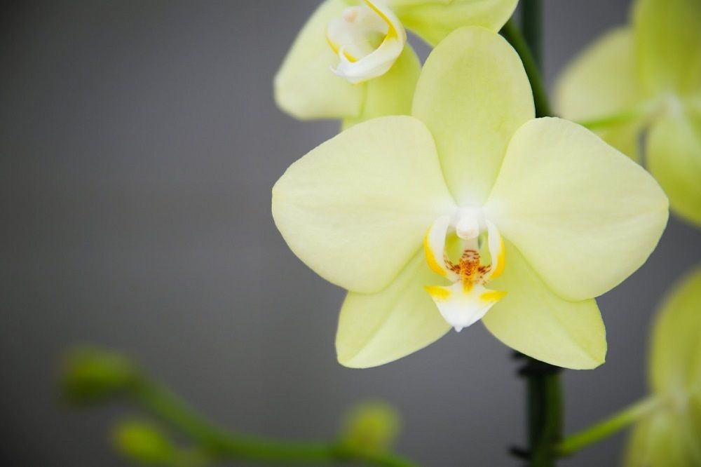 Anna Stachura-Spłuszka-16