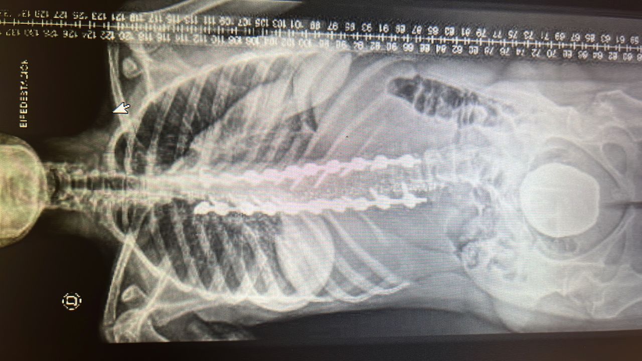 Federico Rodriguez De Tembleque Aguilar-2