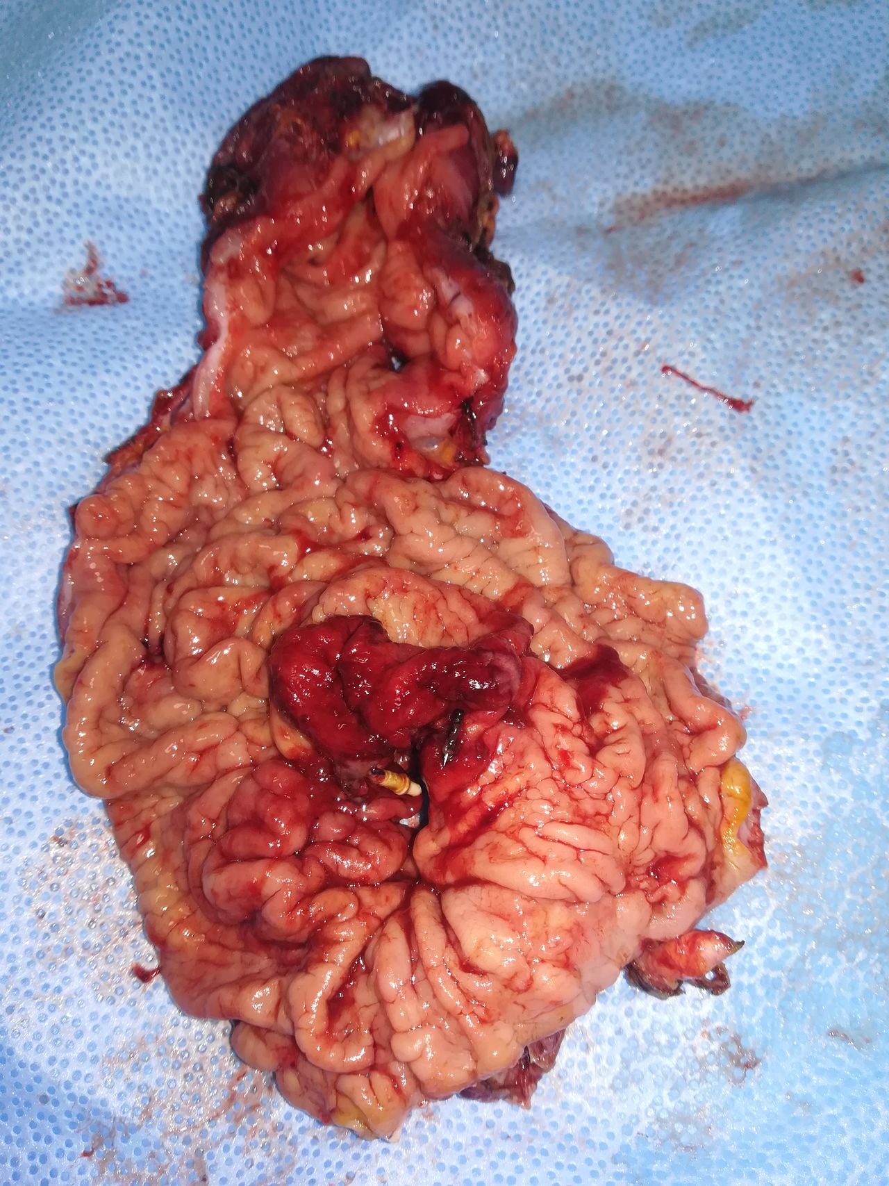 Marco Azzola Guicciardi-4