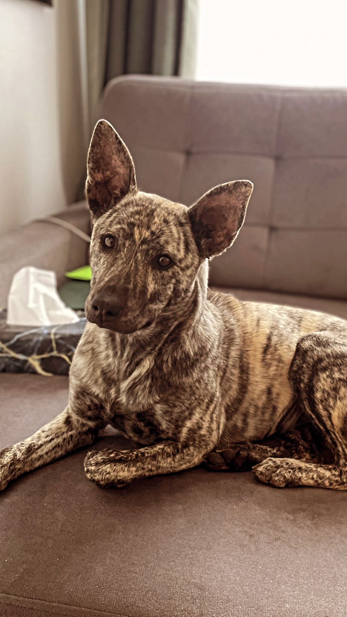 Adam Konrad Lewanowicz-35