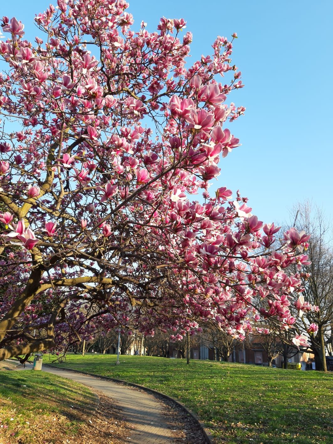 Elisa Maria Cristina Paganini-0