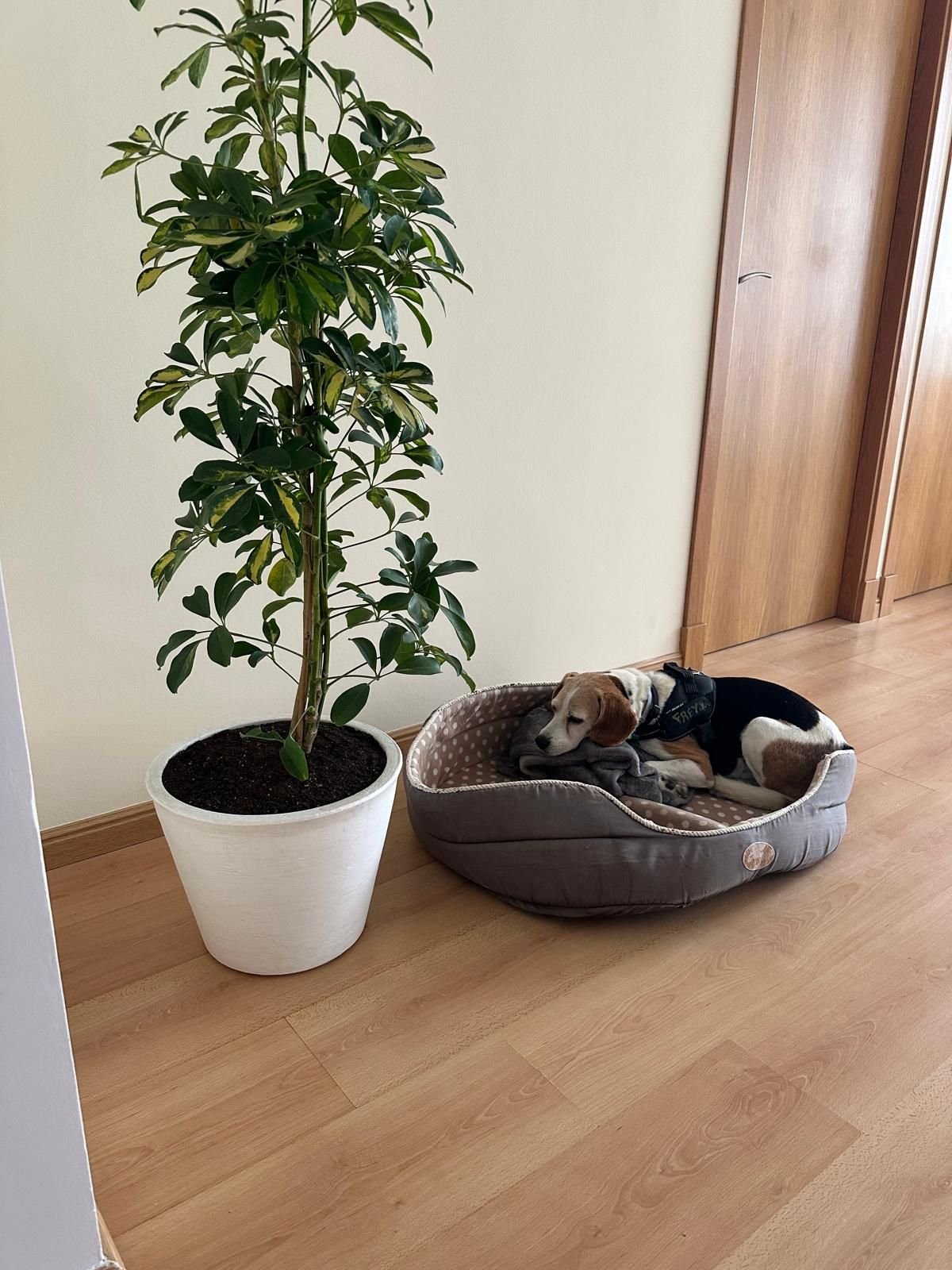 Judit Pérez Pérez-3