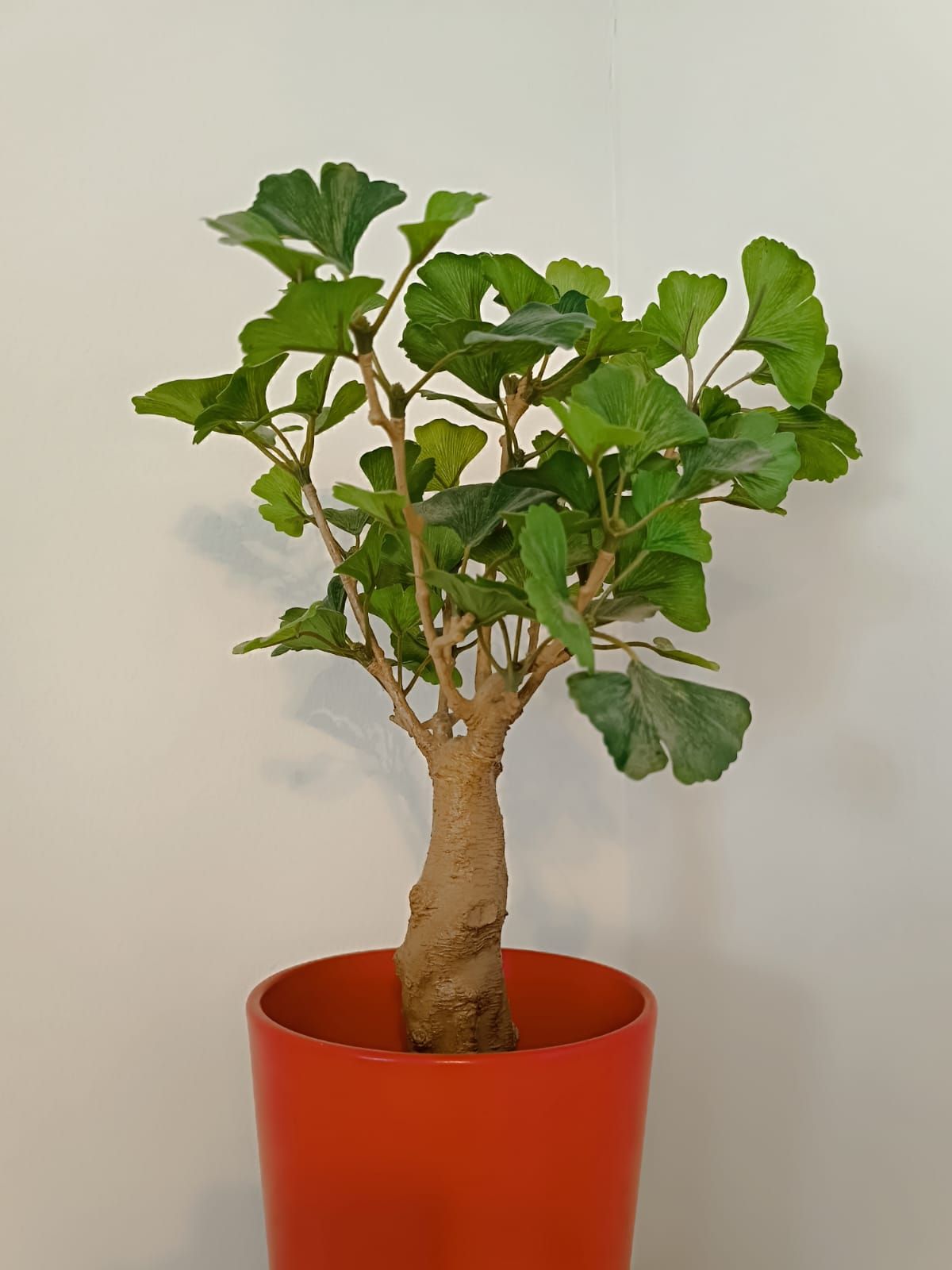 Alessandra Fioretti-1