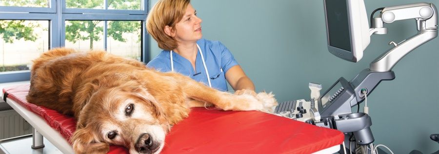 (Univ. Bukarest) Anna Koch-1