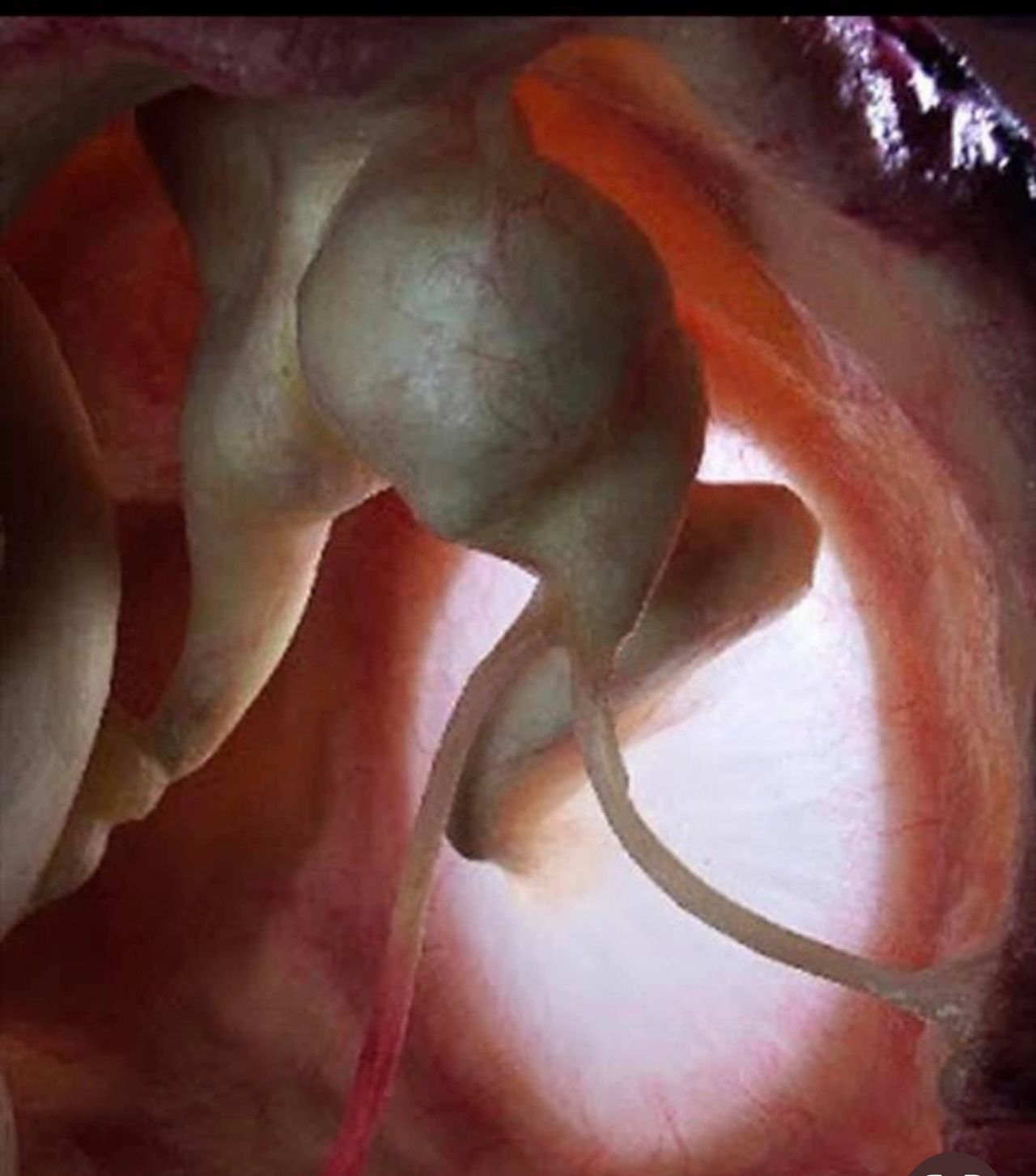 Ermidelia Candelaria Martin Lorenzo-14