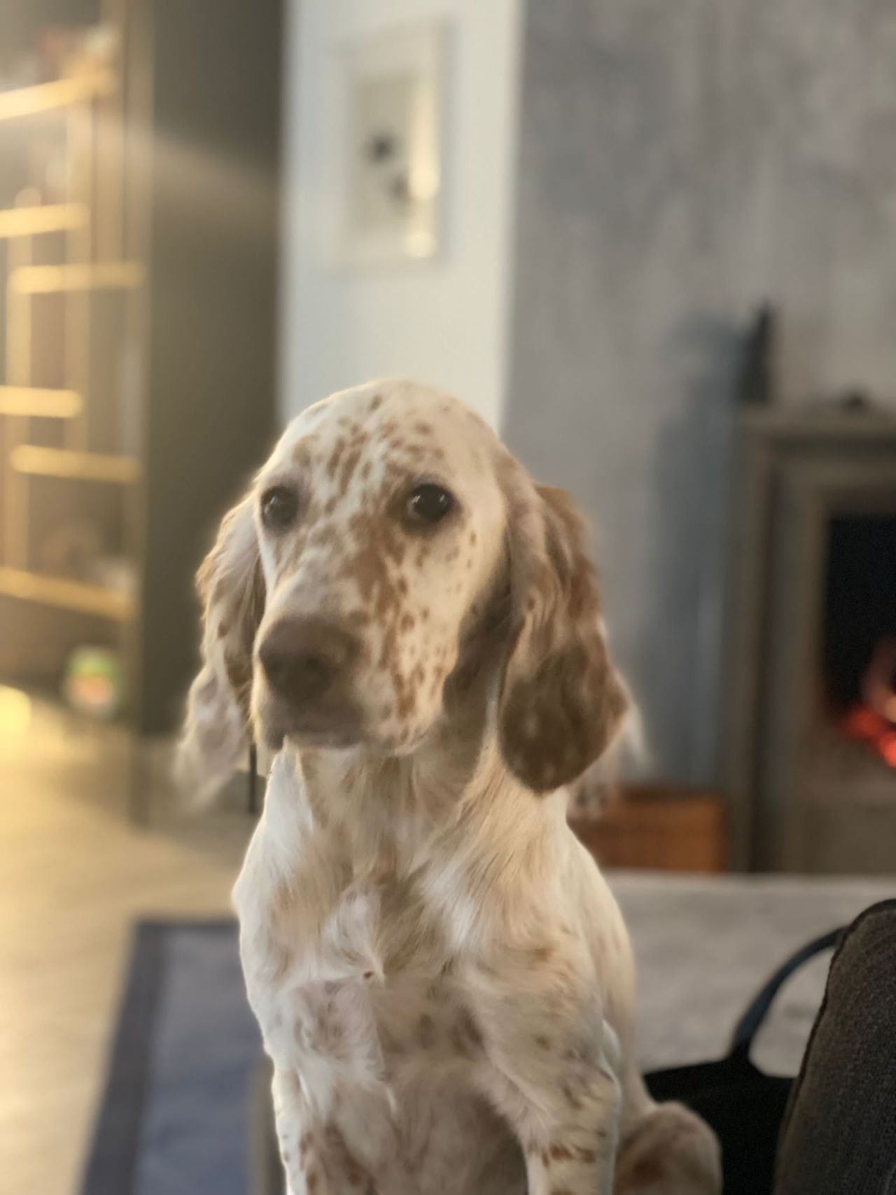 Giordano Vespasiani-1