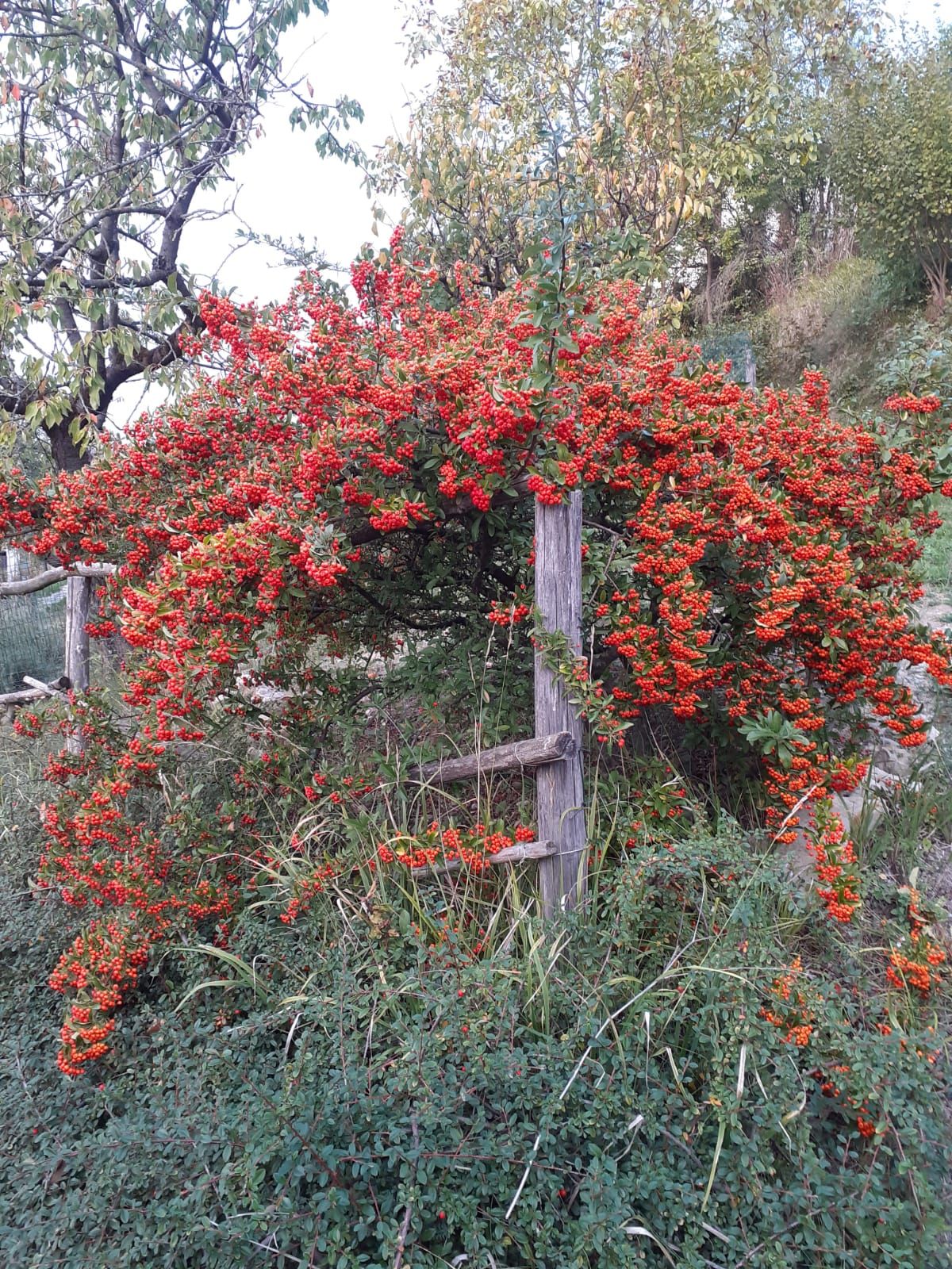 Bonaventura Luciano Manglaviti-7