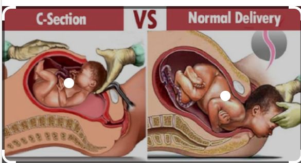Navdar Doğuş Uzun-14