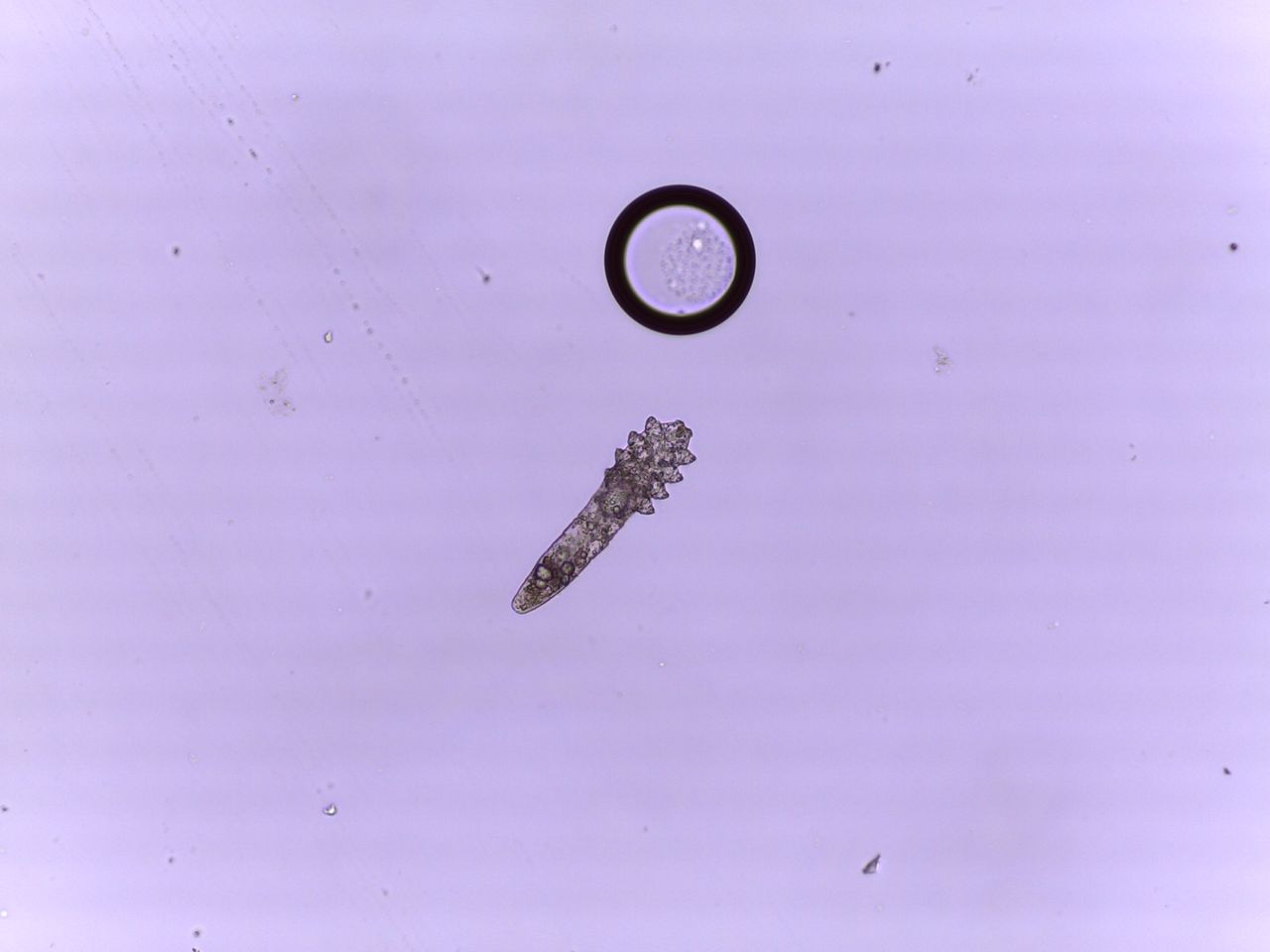 Stefano Maria Serini-10