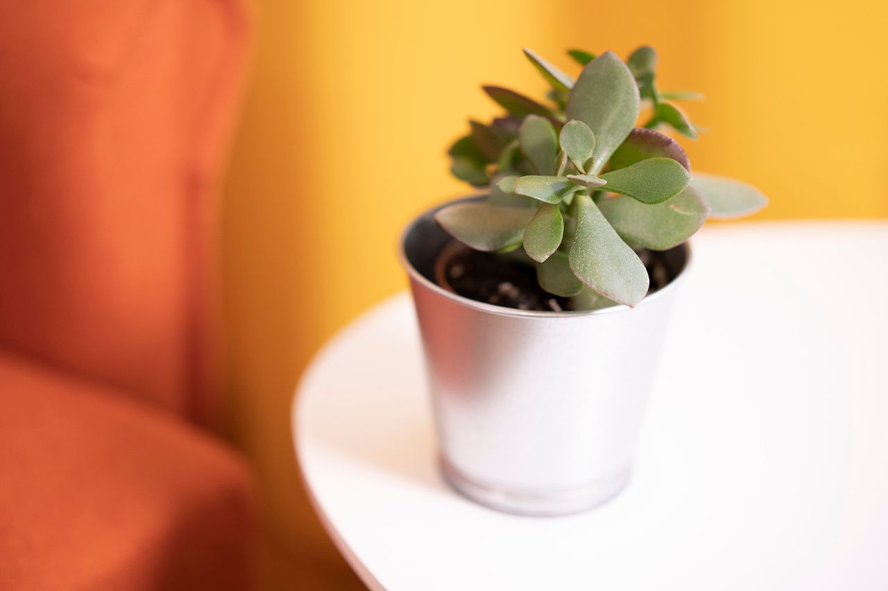 Małgorzata Iwańczyk-2