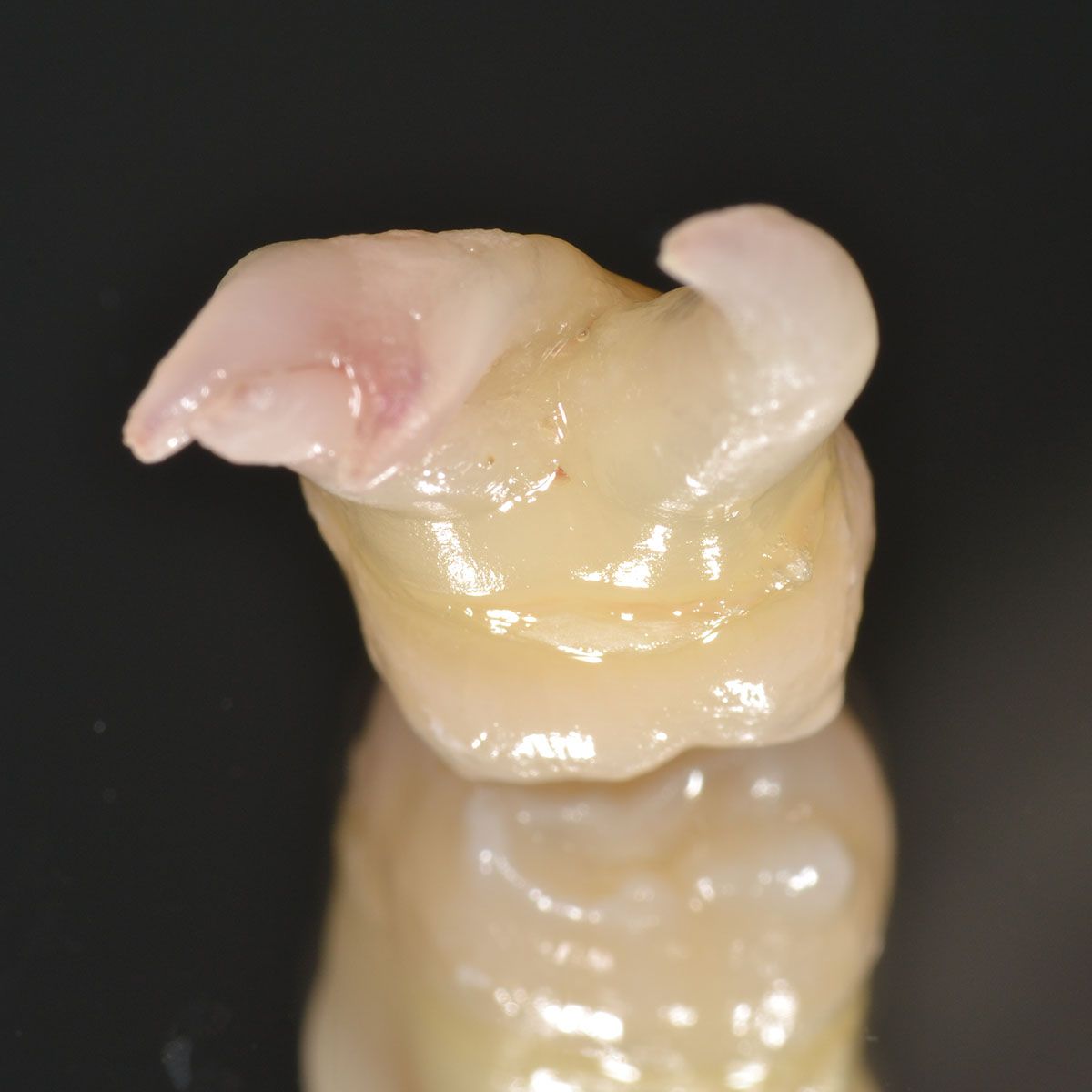 Gianluigi Bittante-63