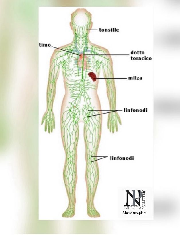 Nicola Pellitteri-14