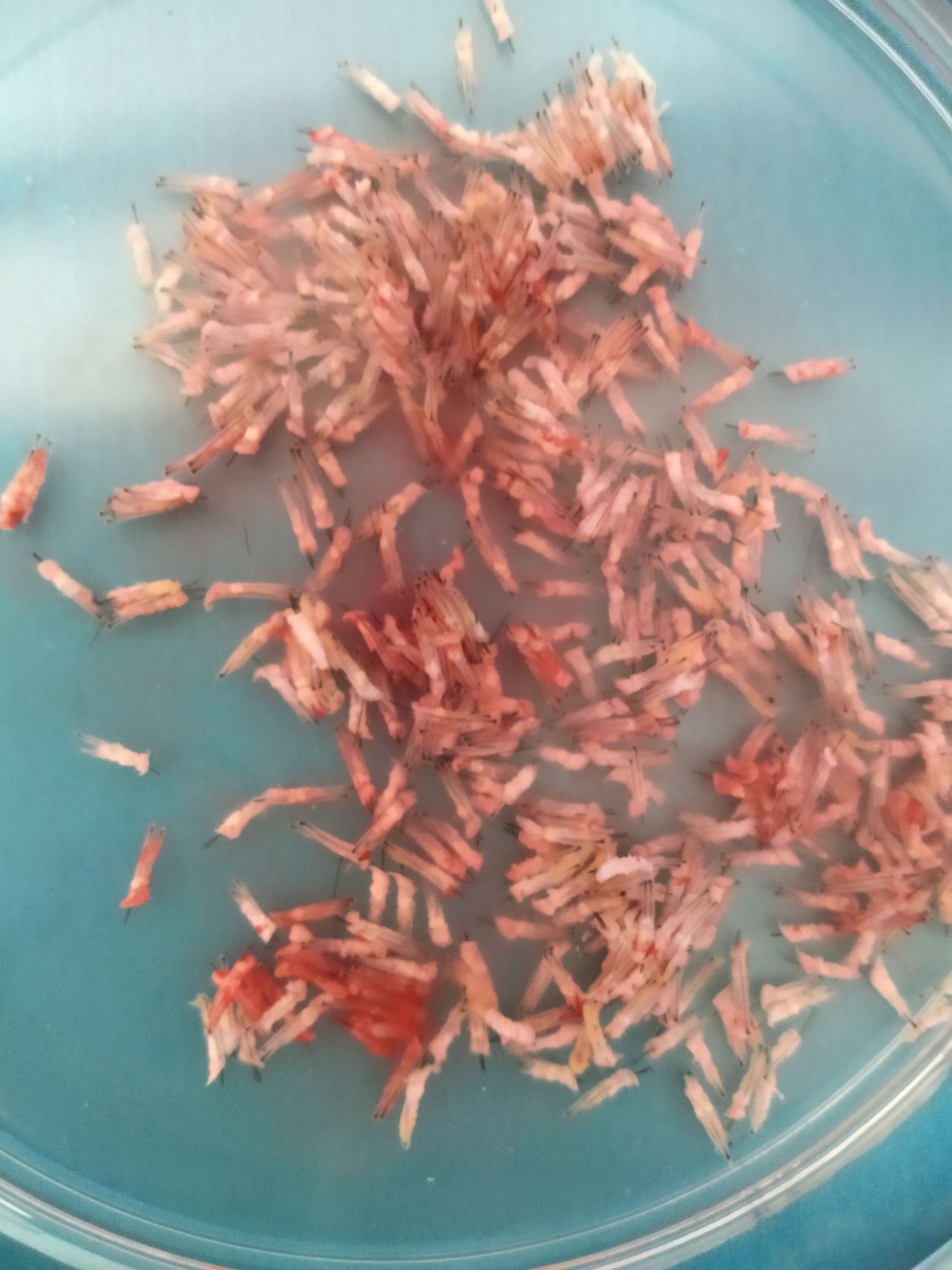 Carles Ortiz Rodríguez-13