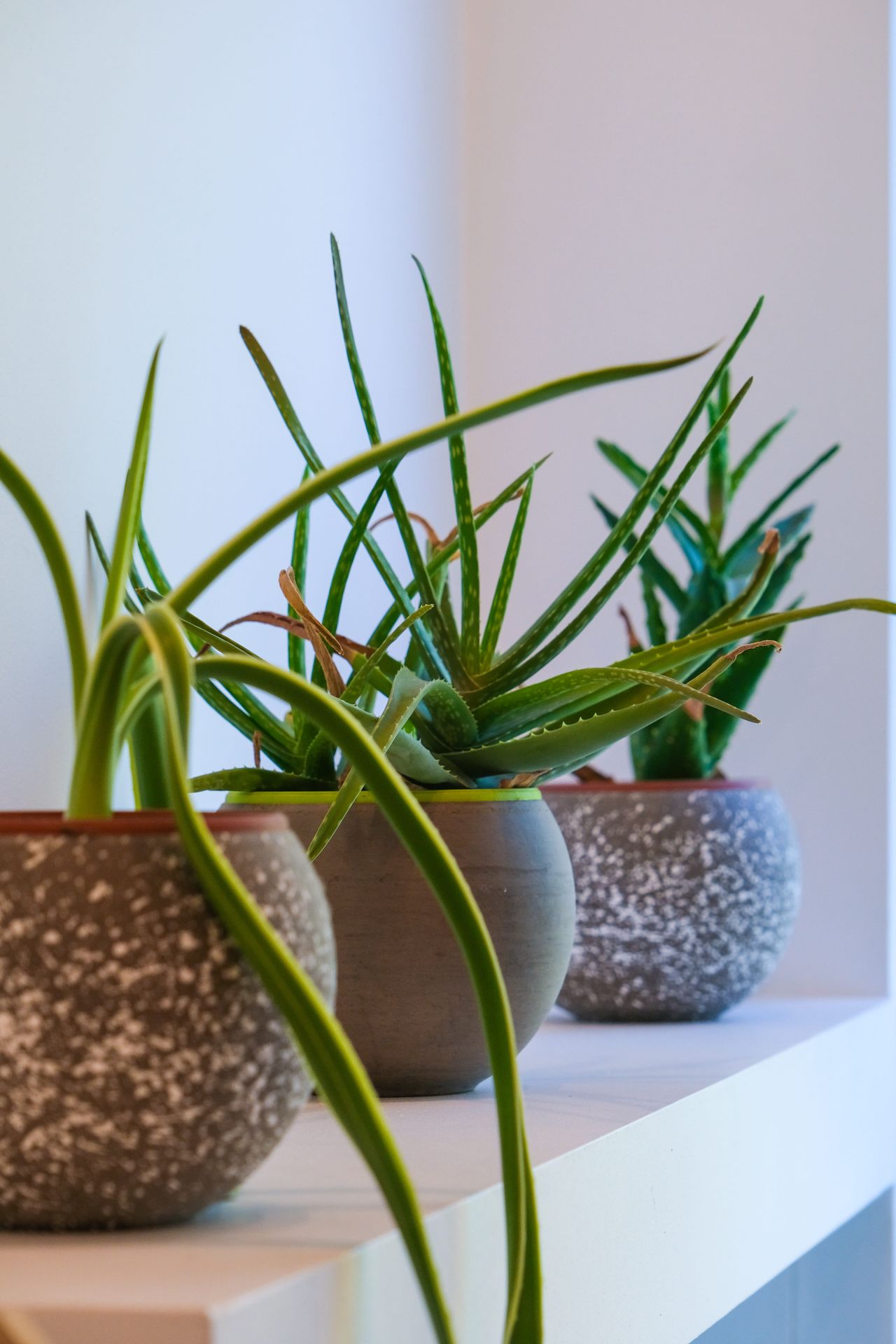 Martina Semeraro Bertozzi-2