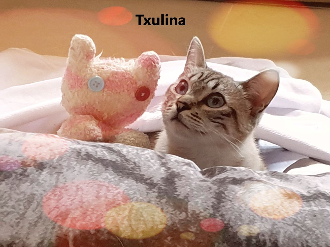 María Yolanda Vellisca González-7